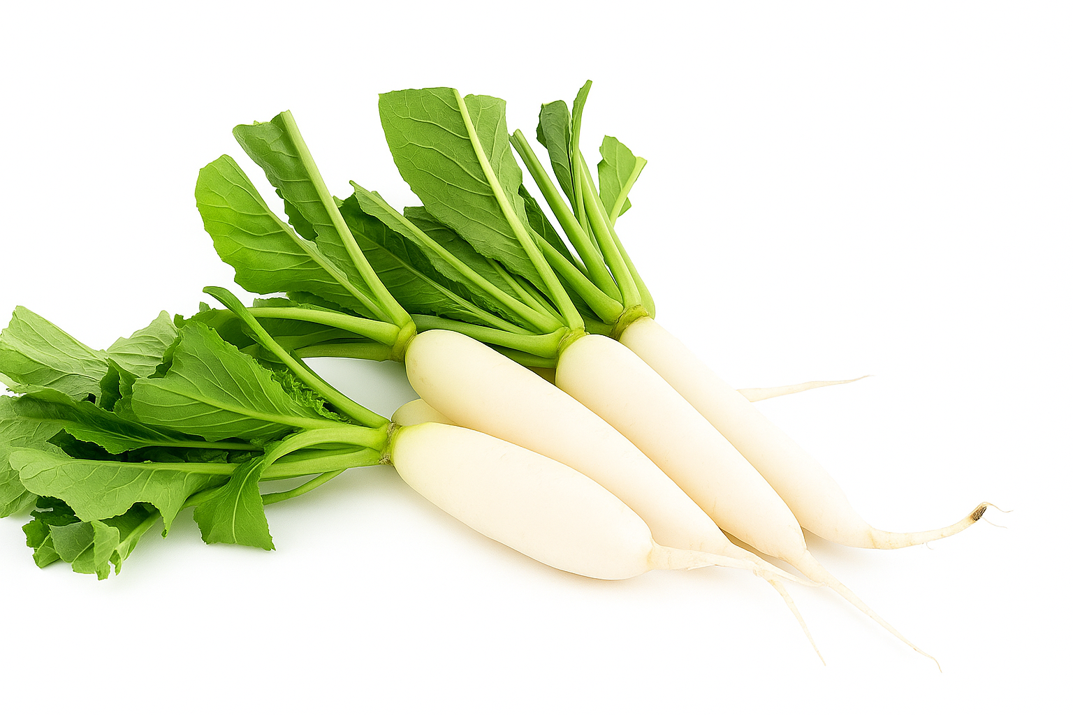 Radish (Muli)